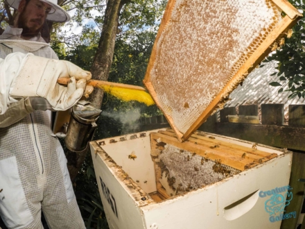 Extracting the plates of honeycomb from a honeybee hive
