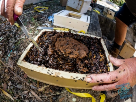 Division of native bee hive