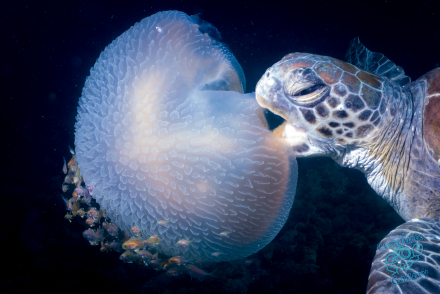 Turtle eating jellyfish