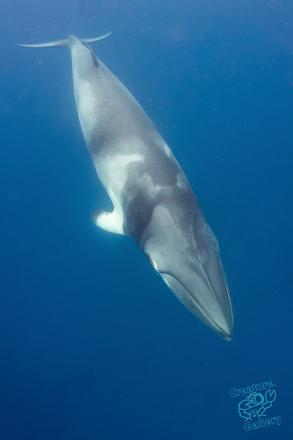 Minke whale