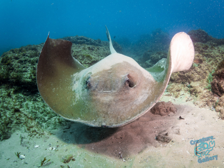 Whip Tail Ray at Stradbroke Island