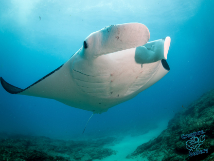 Manta Ray at Stradbroke Island