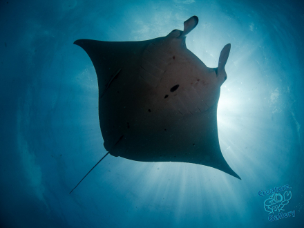 Manta swims overhead at Stradbroke