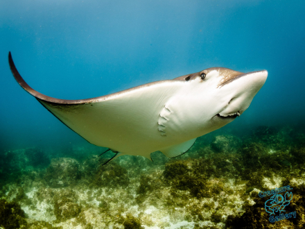 Eagle ray swims past at Byron Bay