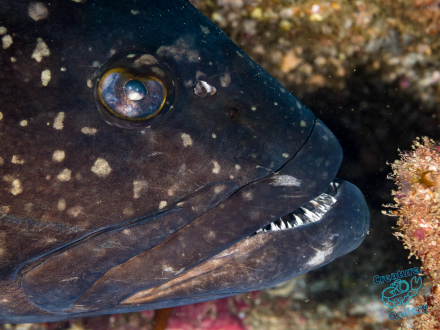 Black cod at Byron Bay