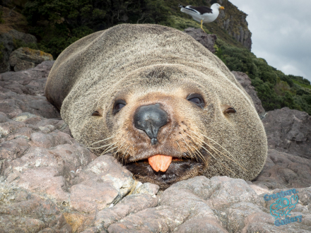 New Zealand fur seal