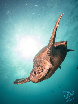 Green Turtle descending from the heavens