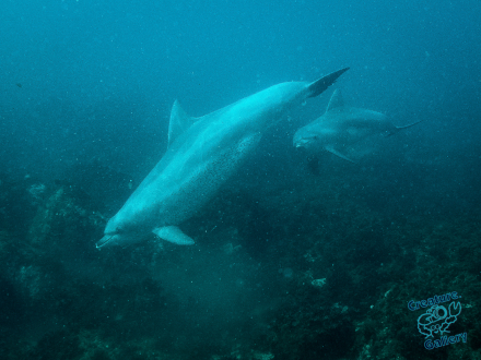 Dolphins at Byron Bay