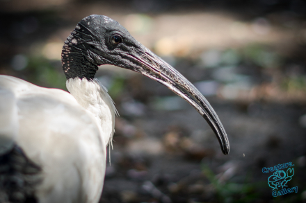 The Mighty Ibis: The Bin Chicken!