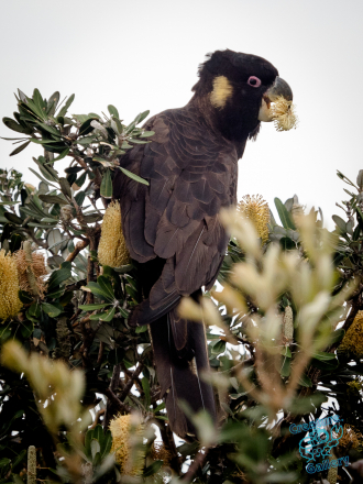 Black Cockatoo at Wooli
