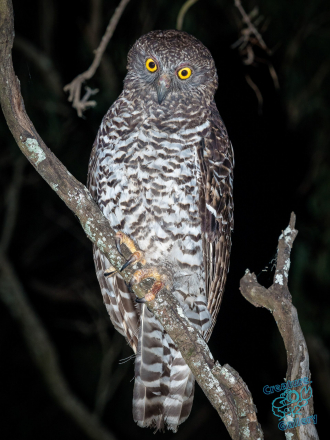 Powerful Owl on branch