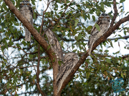 A Parliament of Owls
