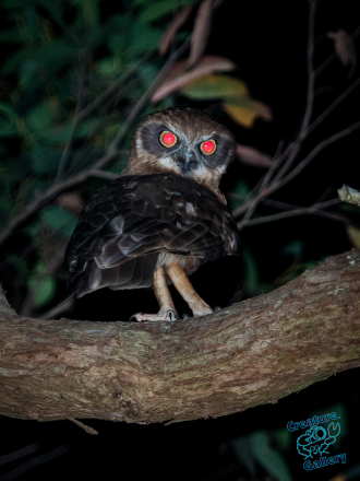 Baby Powerful Owl
