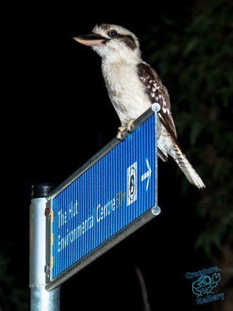 Kookaburra on Environmental Hut sign