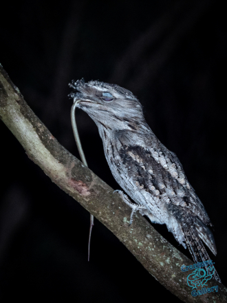 Tawny frogmouth eating legless lizard