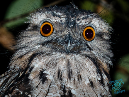 Tawny frogmouth