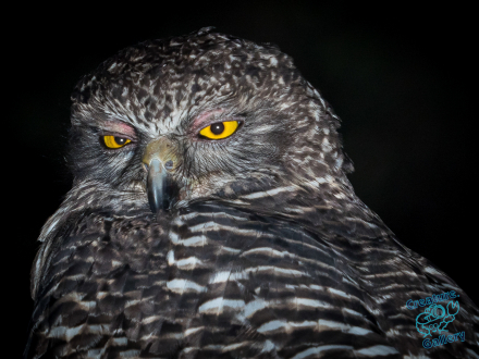 Powerful Owl looks angrily at camera