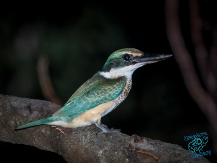 Kingfisher at night