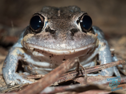 Fleay's Barred Frog