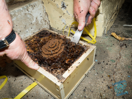 The dividing of a native bee hive