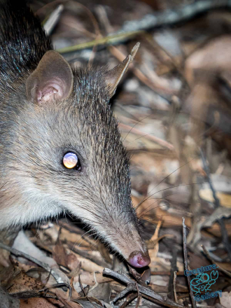 Bandicoot