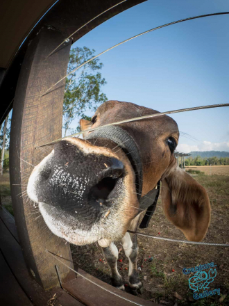 house bull at a farm