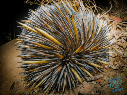 Echidna rolled up into ball