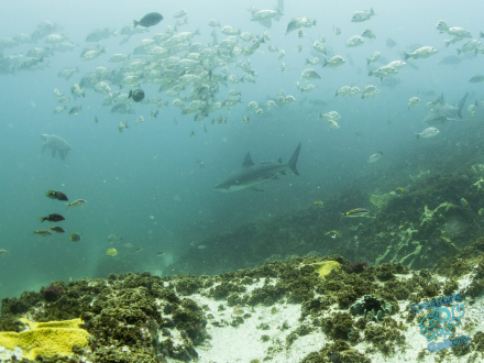 Bull sharks at Julian Rocks, hunting a loggerhead turtle