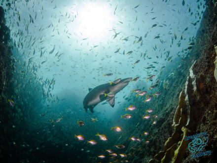 Grey Nurse Shark in Hugo's Trench, Julian Rocks