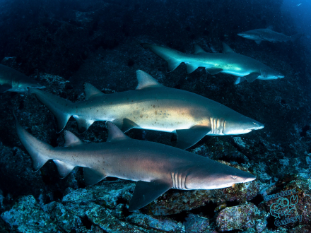 Grey Nurse Sharks at South West Rocks