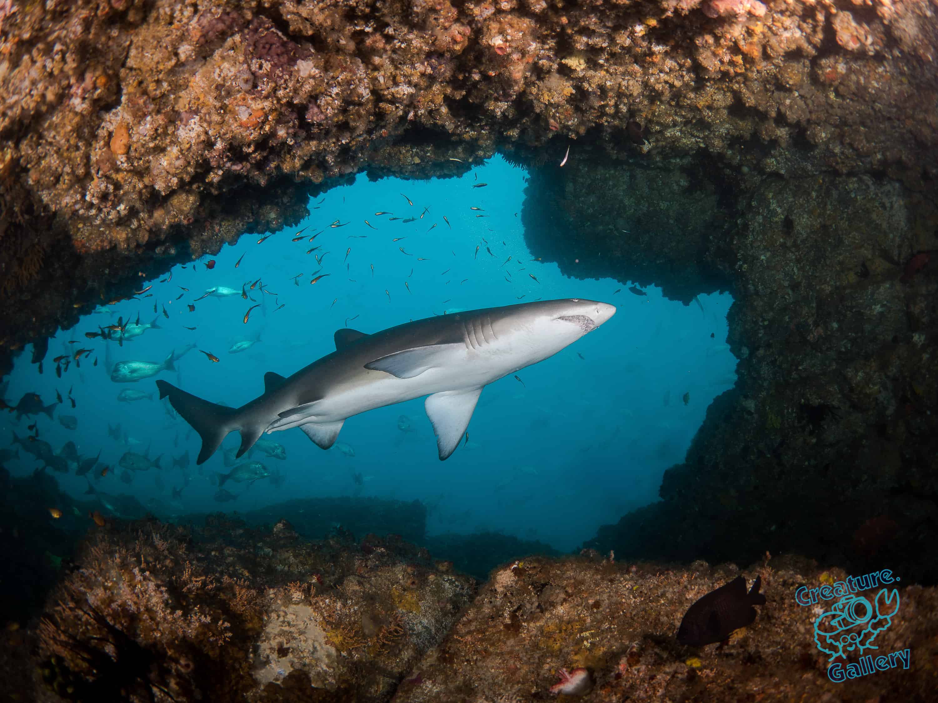 Sharks - alexmcdowell.com