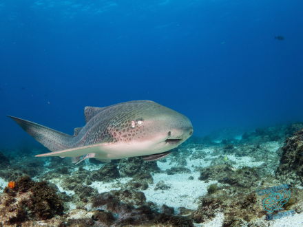Leopard Shark at the Needles, Byron Bay