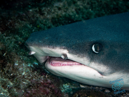 Reef Shark at Julian Rocks