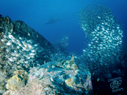 Hunting whaler at South West Rocks
