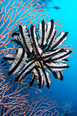 Featherstar on coral