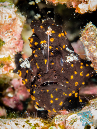 Black and yellow frog fish
