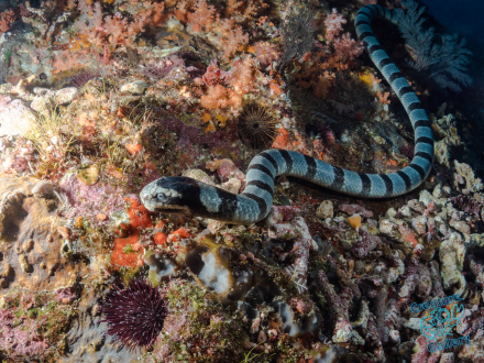 Sea krait off Bali