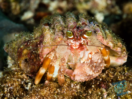 Hermit crab with anenome pets