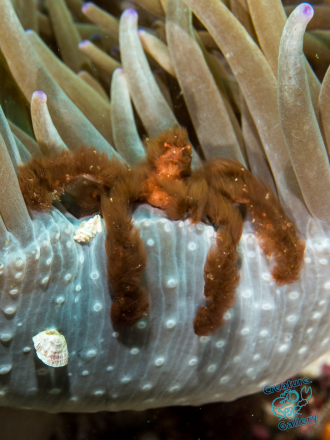 Orangutan crab