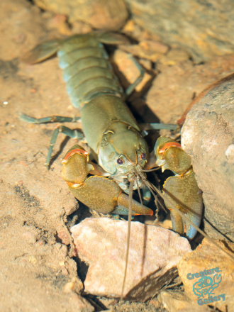 Yabby on Mount Cootha