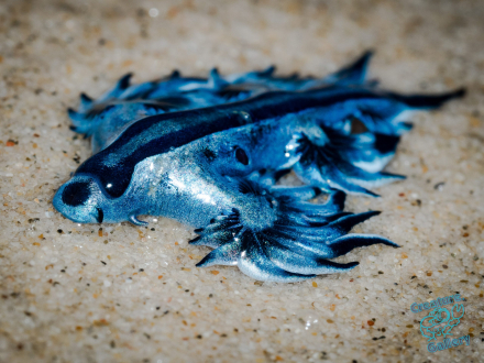 The Glaucus Marginatus