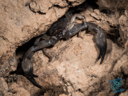 Scorpion in its lair, Mount Cootha