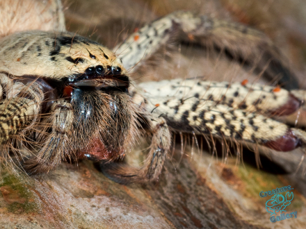 The Green Veined Spider, Mount Cootha
