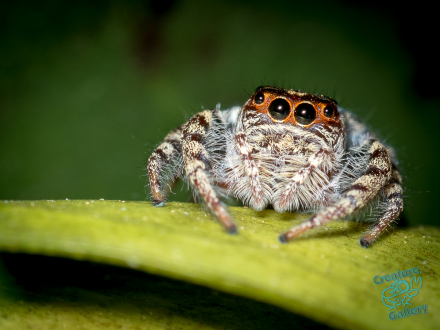 Jumping spider on citrus leaf