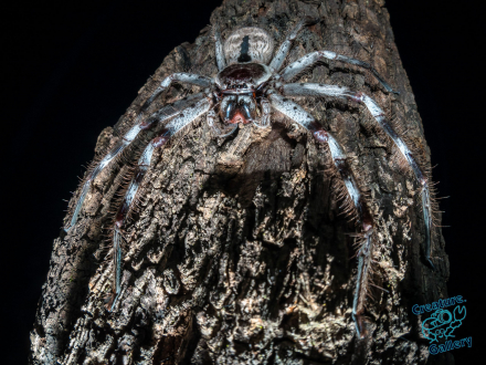 Huntsman spider on branch