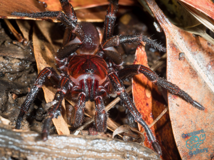 Funnelweb on Mount Cootha