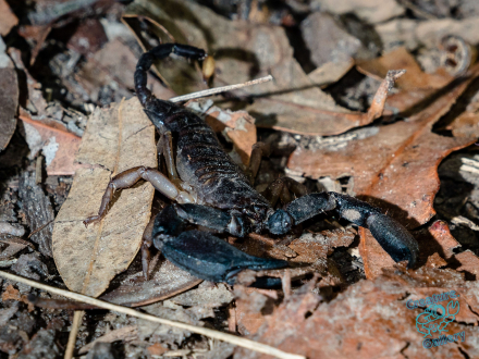 Scorpion on Mount Cootha