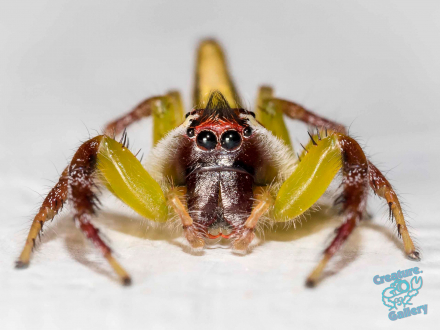 Mopsis Mormon spider (male)