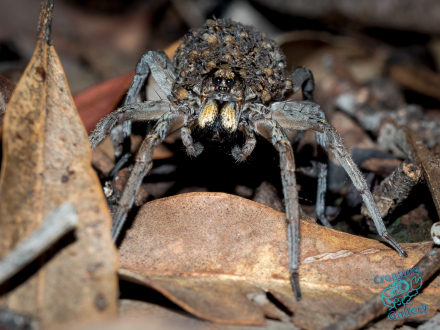 mother wolf spider (face first)