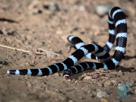 Bandy Bandy Snake with raised body